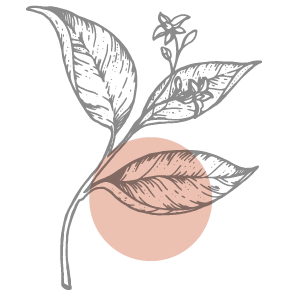 Spice icon