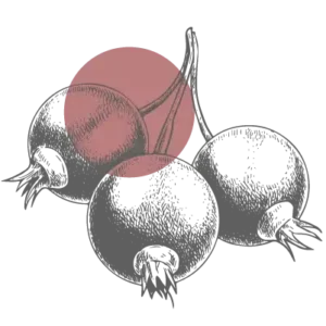 Currant icon